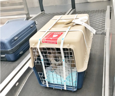 博尔塔拉宠物托运 宠物托运公司 机场宠物托运 宠物空运
